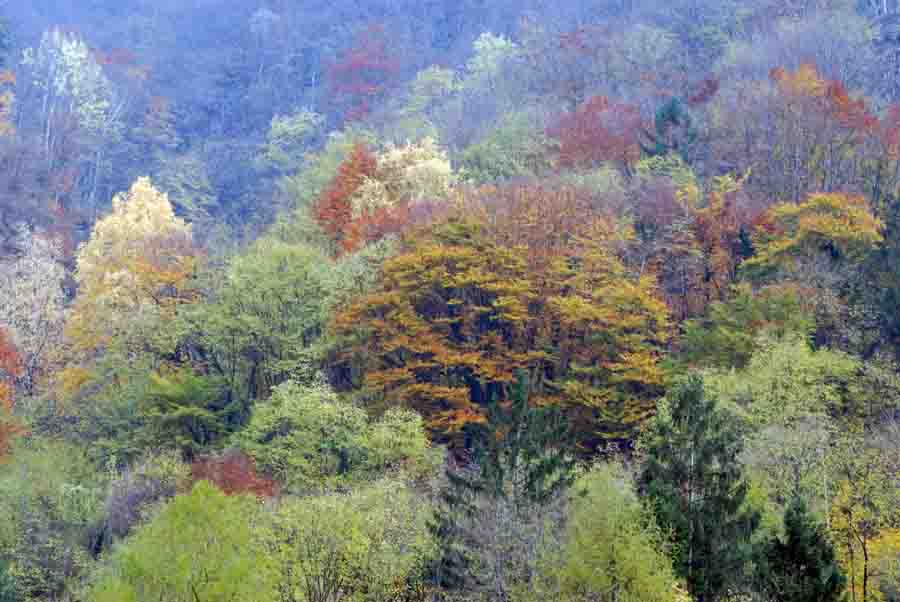 Vipera aspis francisciredi?